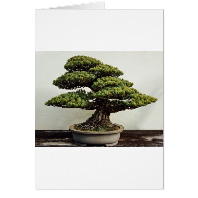 Japanische Pine Bonsai Tree (Vorne)