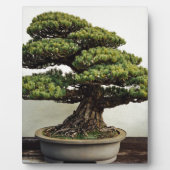Japanische Pine Bonsai Tree Fotoplatte (Vorderseite)