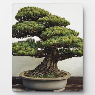 Japanische Pine Bonsai Tree Fotoplatte