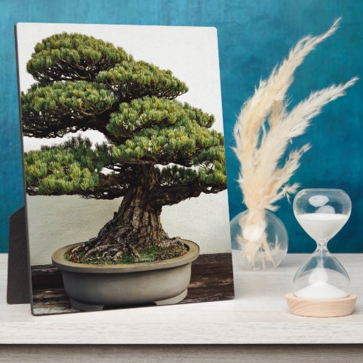 Japanische Pine Bonsai Tree Fotoplatte (Seite)