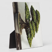 Japanische Pine Bonsai Tree Fotoplatte (Seite)