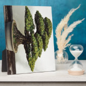 Japanische Pine Bonsai Tree Fotoplatte (Seite)