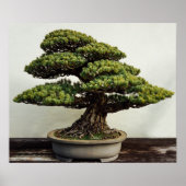 Japanische Pine Bonsai Tree Poster (Vorne)