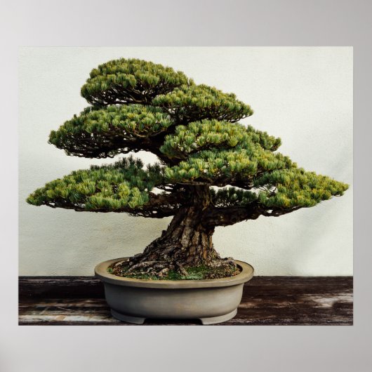 Japanische Pine Bonsai Tree Poster (Vorne)