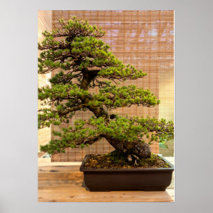 Japanische Pine Bonsai Tree Poster