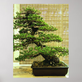 Japanische Pine Bonsai Tree Poster