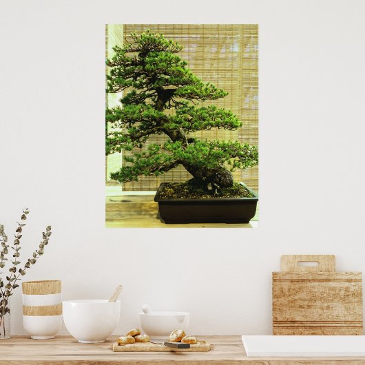 Japanische Pine Bonsai Tree Poster (Küche)