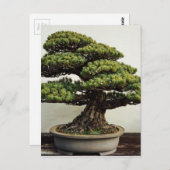 Japanische Pine Bonsai Tree Postkarte (Vorne/Hinten)