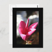Japanische Postkarte Magnolia (Vorne/Hinten)