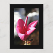 Japanische Postkarte Magnolia (Vorderseite)