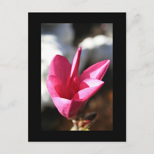 Japanische Postkarte Magnolia (Vorderseite)