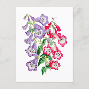Japanische Primrose Vintage botanische Postkarte