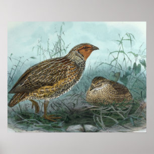 Japanische Quail Vintag Bird-Illustration Poster