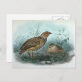 Japanische Quail Vintag Bird-Illustration Postkarte (Vorne/Hinten)