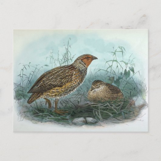 Japanische Quail Vintag Bird-Illustration Postkarte (Vorderseite)