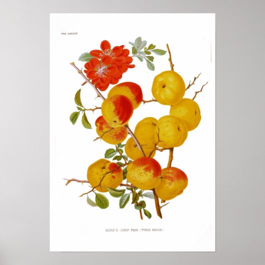 Japanische Quince Poster (Vorne)