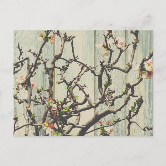 Japanische Quince Postkarte (Vorderseite)