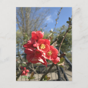 Japanische Quitte im Park Postkarte