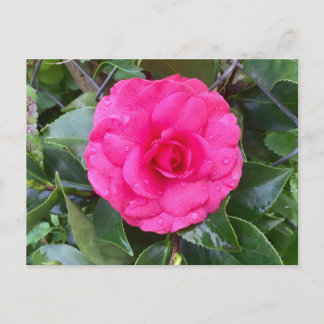 Japanische Rosa Kamelie Postkarte
