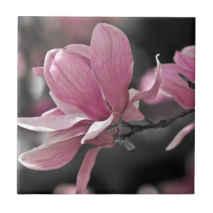 Japanische Rosa-Teller-Magnolie Fliese