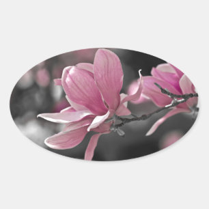 Japanische Rosa-Teller-Magnolie Ovaler Aufkleber
