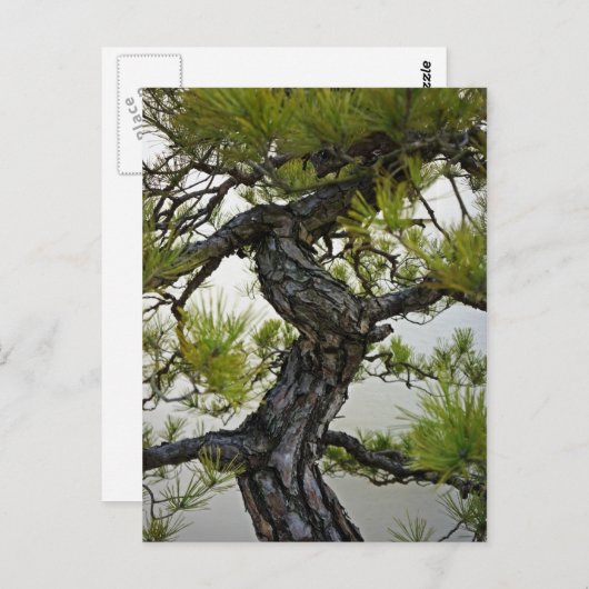 Japanische Rote Pine Bonsai Tree Postkarte (Vorne/Hinten)