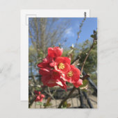 Japanische Ruhe im Park Postcard Postkarte (Vorne/Hinten)