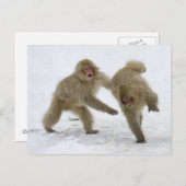 Japanische Snow-Monkey-Drehkreuze im Schnee Postkarte (Vorne/Hinten)