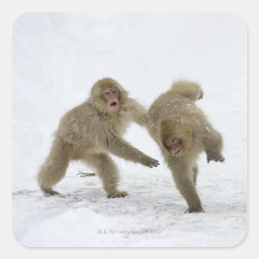 Japanische Snow-Monkey-Drehkreuze im Schnee Quadratischer Aufkleber (Vorderseite)