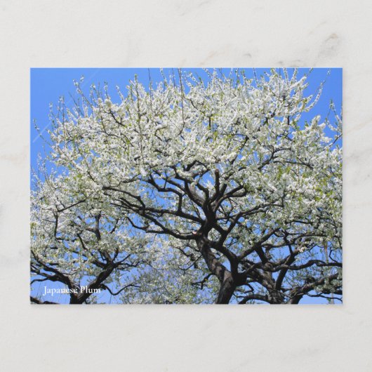 Japanische Summe [Postkarte] Postkarte (Vorderseite)