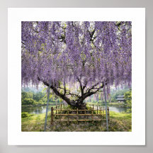 Japanische Wisteria – Kunstdruck