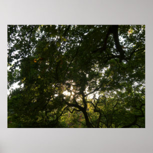 Japanische Zweigstellen IV Poster