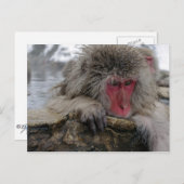 Japanischer Affe entspannt sich im heißen Frühling Postkarte (Vorne/Hinten)
