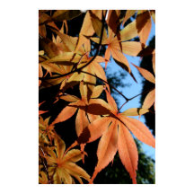 Japanischer Ahorn (2) - Blumenfotografie