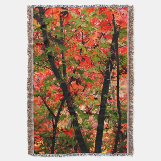 Japanischer Ahorn Decke (Vorderseite Vertikal)