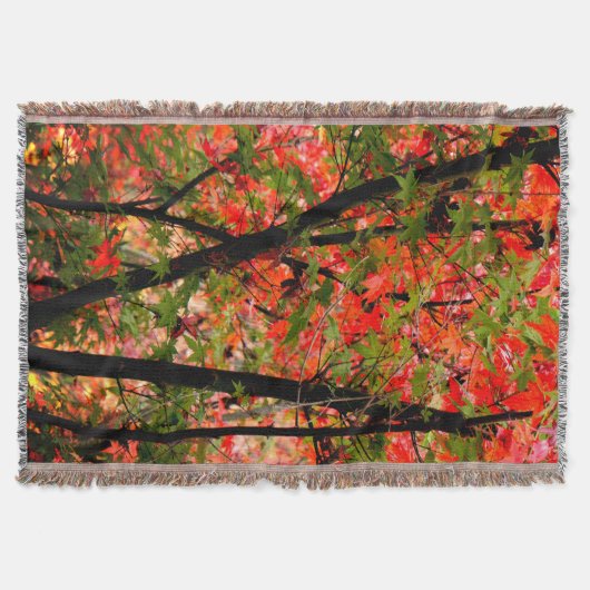 Japanischer Ahorn Decke (Vorderseite)