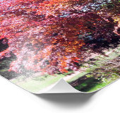 Japanischer Ahorn Fotodruck (Ecke)