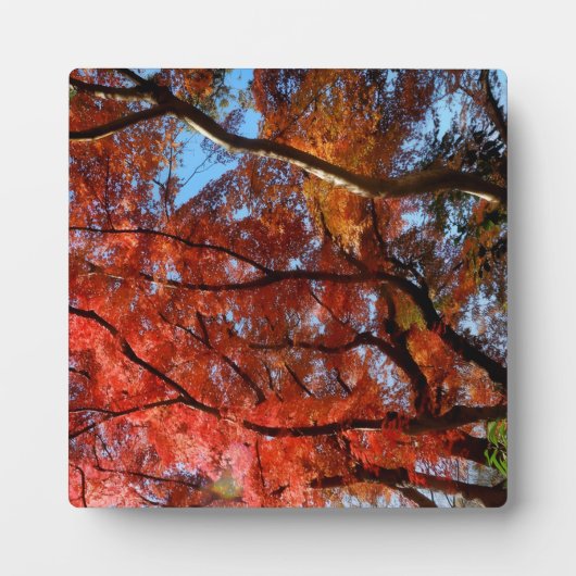 Japanischer Ahorn Fotoplatte (Vorderseite)