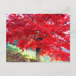 Japanischer Ahorn: Herbstblätter [Postkarte] Postkarte