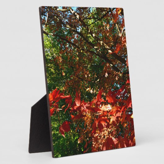 Japanischer Ahorn im Herbst Fotoplatte (Seite)