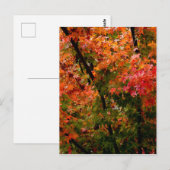 Japanischer Ahorn im Herbst Postkarte (Vorne/Hinten)