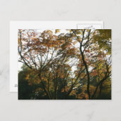 Japanischer Ahorn im Herbst Postkarte (Vorne/Hinten)