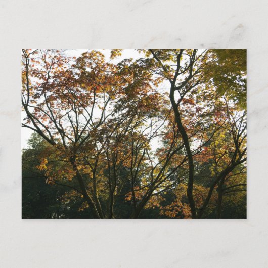 Japanischer Ahorn im Herbst Postkarte (Vorderseite)