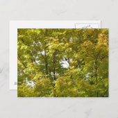 Japanischer Ahorn im Herbst Postkarte (Vorne/Hinten)