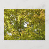 Japanischer Ahorn im Herbst Postkarte (Vorderseite)