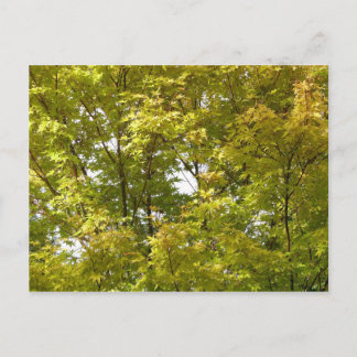 Japanischer Ahorn im Herbst Postkarte