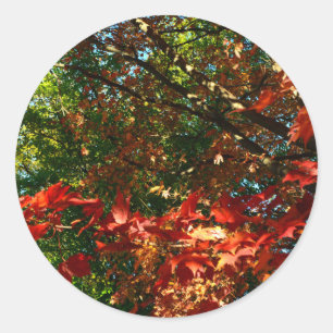 Japanischer Ahorn im Herbst Runder Aufkleber