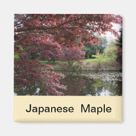Japanischer Ahorn im Van Dusen Garden Magnet