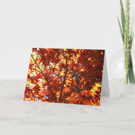 Japanischer Ahorn in der Sonne Karte