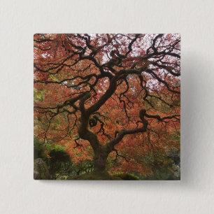 Japanischer Ahorn in Herbstfarbe Button